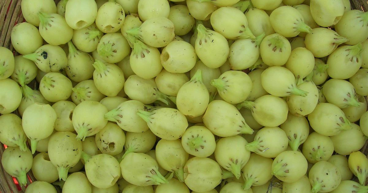 Mahua
