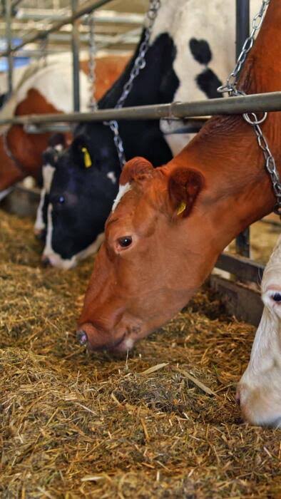 Oilseeds & Animal Feed